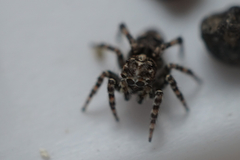 Attulus fasciger