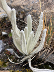 Senecio cocuyanus