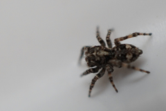 Attulus fasciger