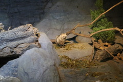 Nyctereutes viverrinus