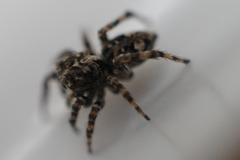 Attulus fasciger