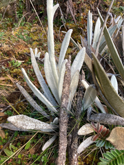 Senecio cocuyanus