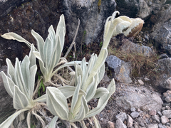 Senecio cocuyanus