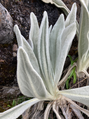 Senecio cocuyanus