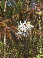 Amelanchier × lamarckii