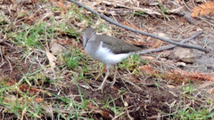 Actitis macularius