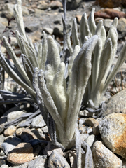 Senecio cocuyanus
