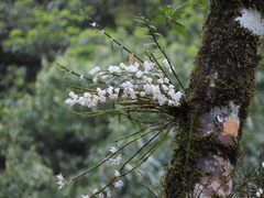 Dendrobium moniliforme