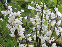 Dendrobium moniliforme