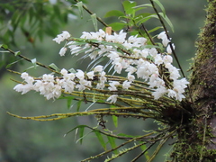 Dendrobium moniliforme