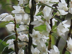 Dendrobium moniliforme