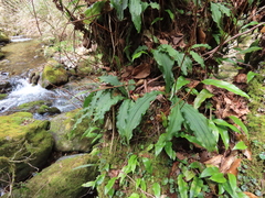 Calanthe reflexa