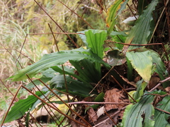 Calanthe reflexa