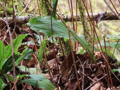Calanthe reflexa