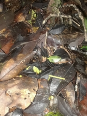 Microhyla pineticola