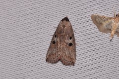 Calathusa hypotherma