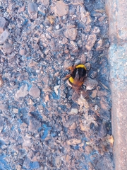 Bombus terrestris lusitanicus