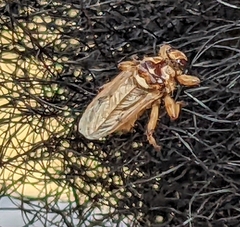 Hippobosca longipennis