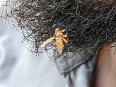 Hippobosca longipennis