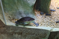 Chelodina mccordi