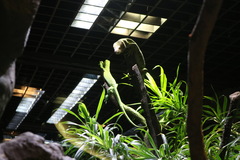 Varanus prasinus