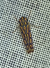 Apogonalia stalii