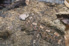 Bitis gabonica