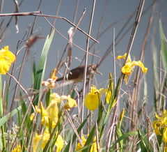 Acrocephalus orientalis