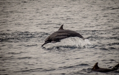 Stenella longirostris longirostris