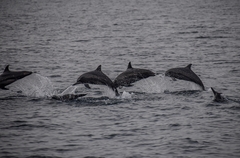 Stenella longirostris longirostris