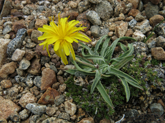 Agoseris monticola
