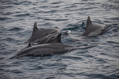 Stenella longirostris longirostris
