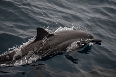 Stenella longirostris longirostris