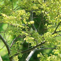 Phylloscopus coronatus