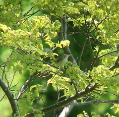 Phylloscopus coronatus