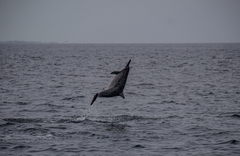 Stenella longirostris longirostris