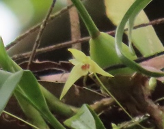Bulbophyllum drymoglossum