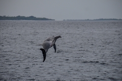Stenella longirostris longirostris