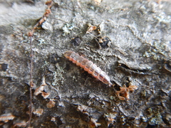 Lucidota atra