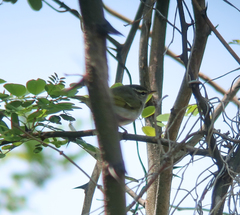 Phylloscopus coronatus