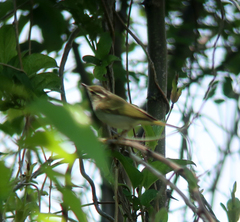 Phylloscopus coronatus