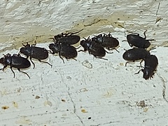 Anaedus
