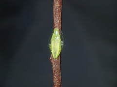 Mediastinia