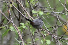 Dumetella carolinensis