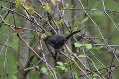 Dumetella carolinensis