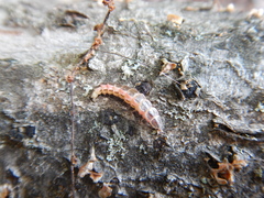 Lucidota atra
