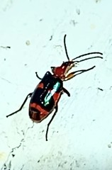 Lebia bitaeniata