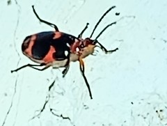 Lebia bitaeniata