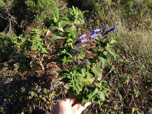 Image of Lepechinia Bella (Lepechinia bella) by no rights reserved