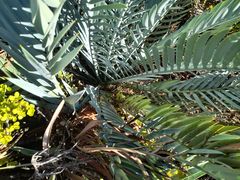 Encephalartos lehmannii